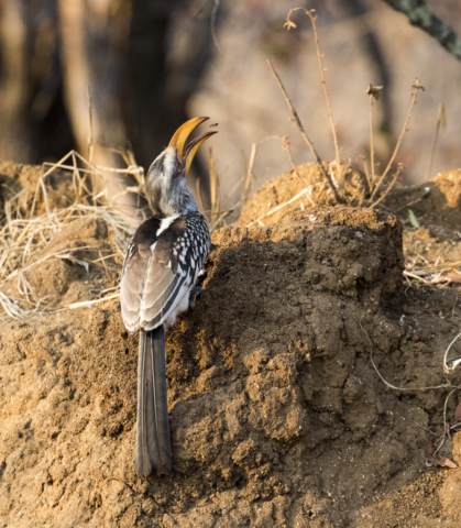 Southern yellow billed hornbill eating termites