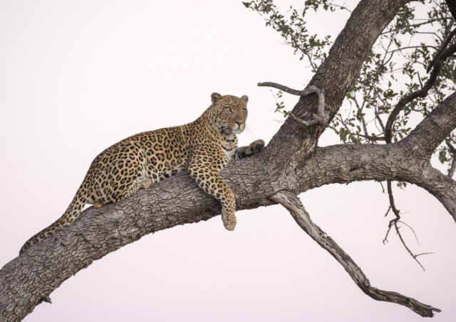 Leopard at rest